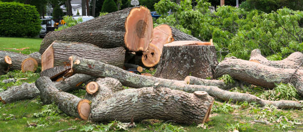 Best Tree and Shrub Care  in Dianapolis, IN